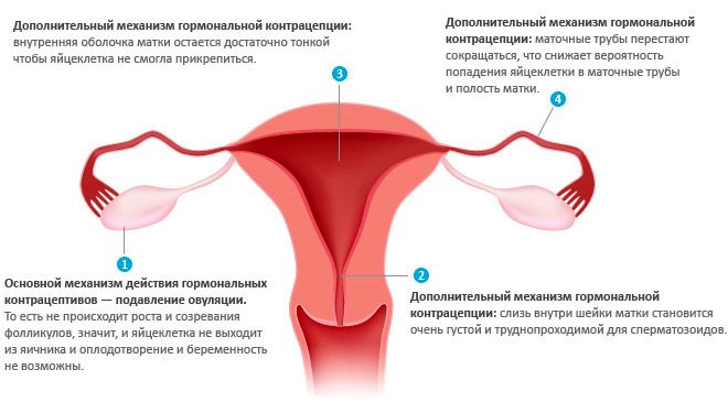 Действие гормональных контрацептивов